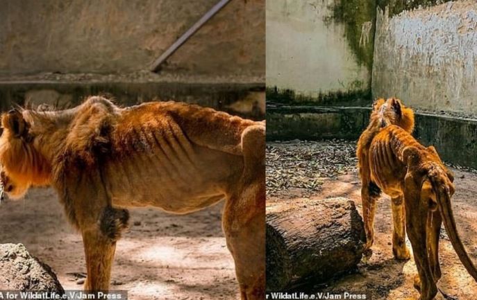 Kaduna Zoo bars Journalists from entering facility after photos of a starving lion and other animals went viral 1